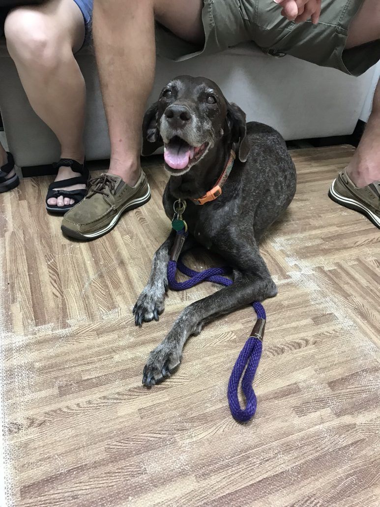 Daisy And Her Knuckling Back Legs Troy, Michigan