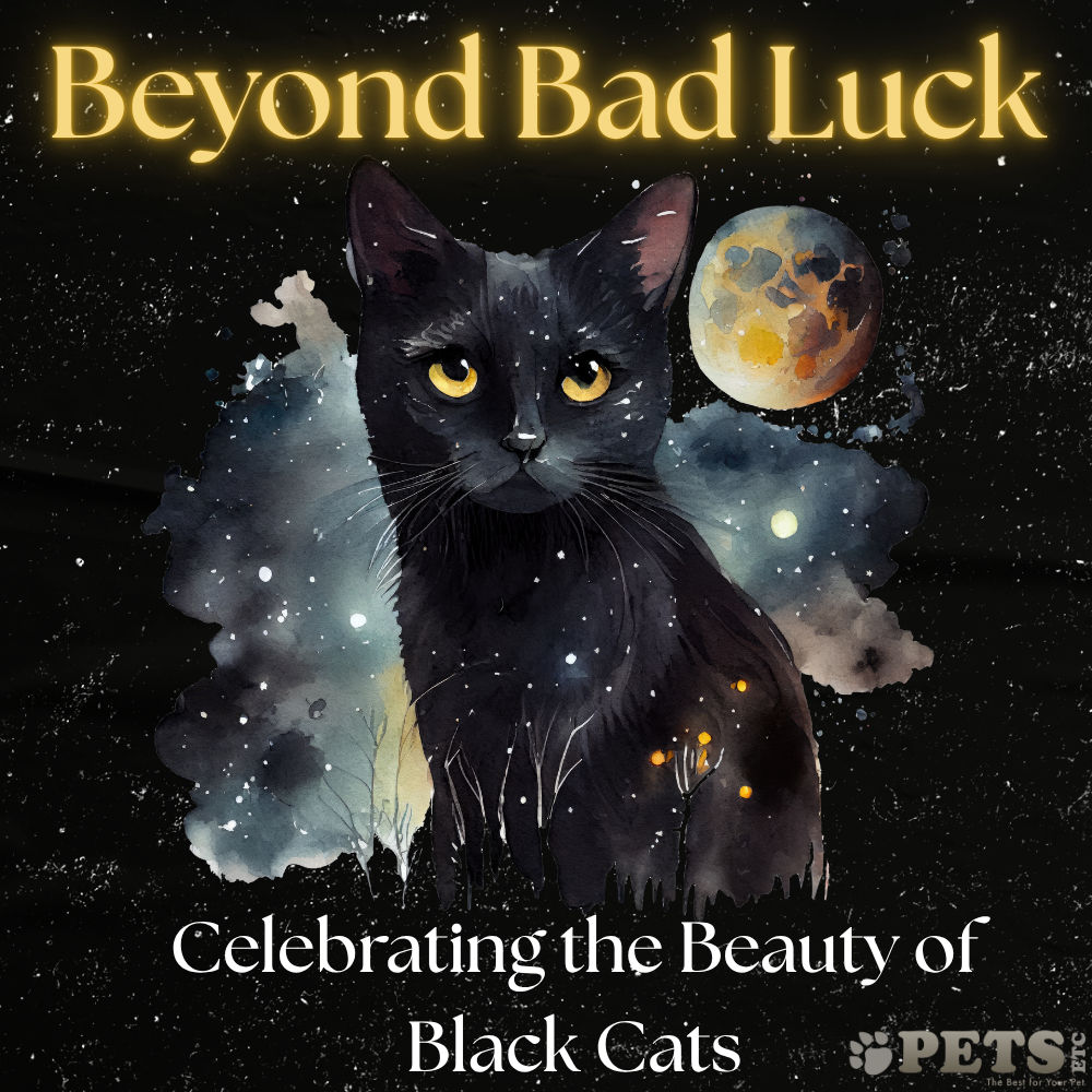 Beyond Bad Luck: Celebrating the Beauty of Black Cats
