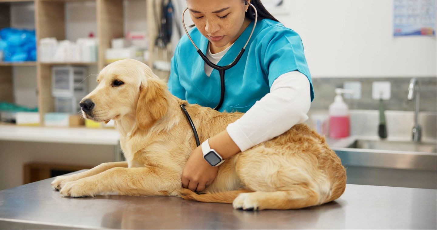 Top 10 Health Problems in Dogs & How to prevent them