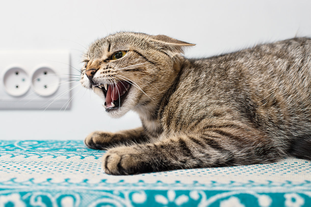 Understanding Cat Behavior – Is Your Cat Trying to Tell You Something?