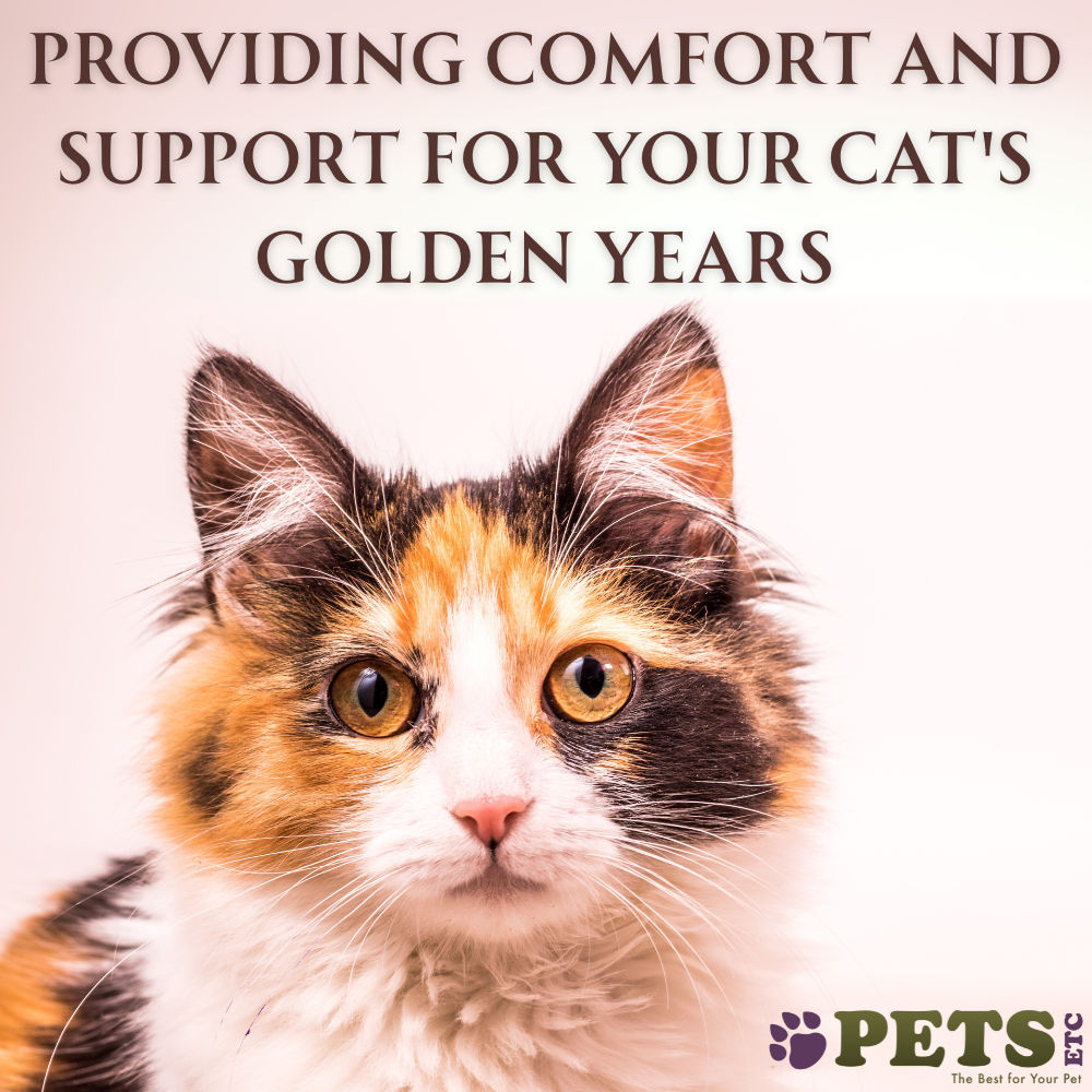 Providing Comfort and Support for Your Cat's Golden Years