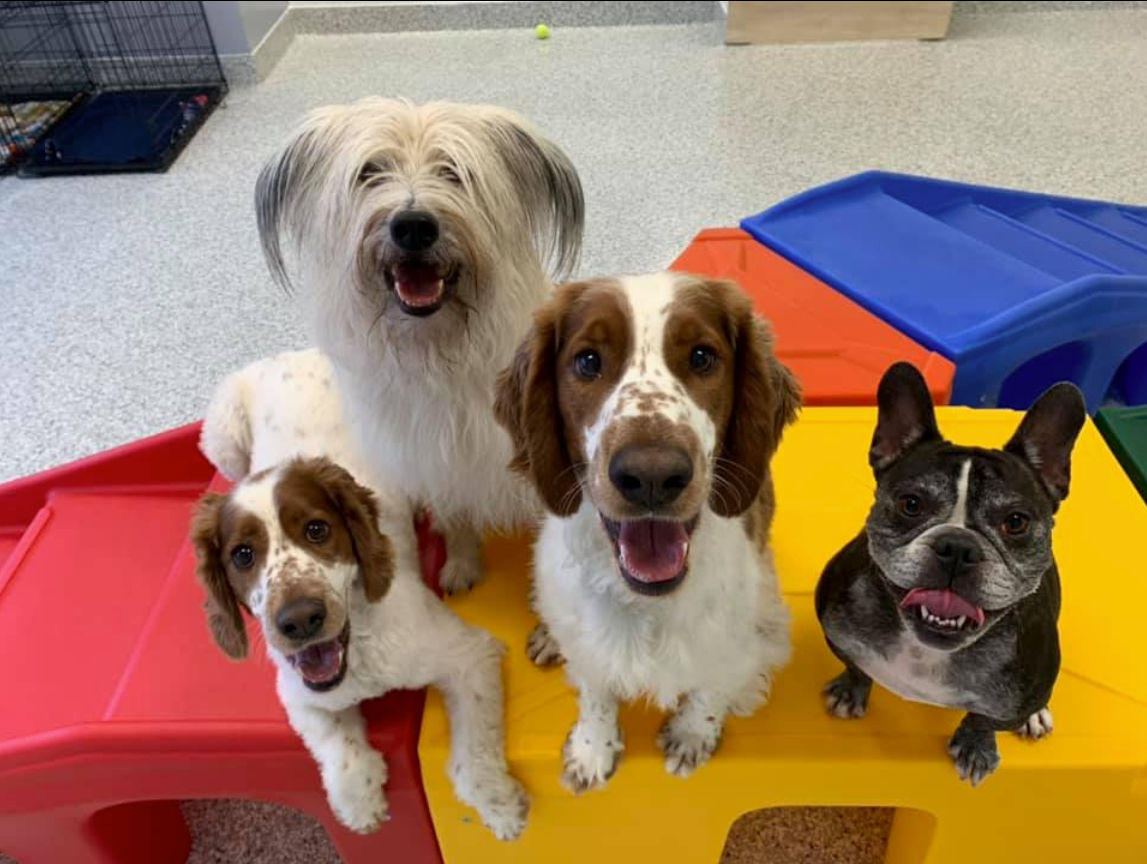 Green Bay's Newest Doggy Daycare Green Bay, Wisconsin