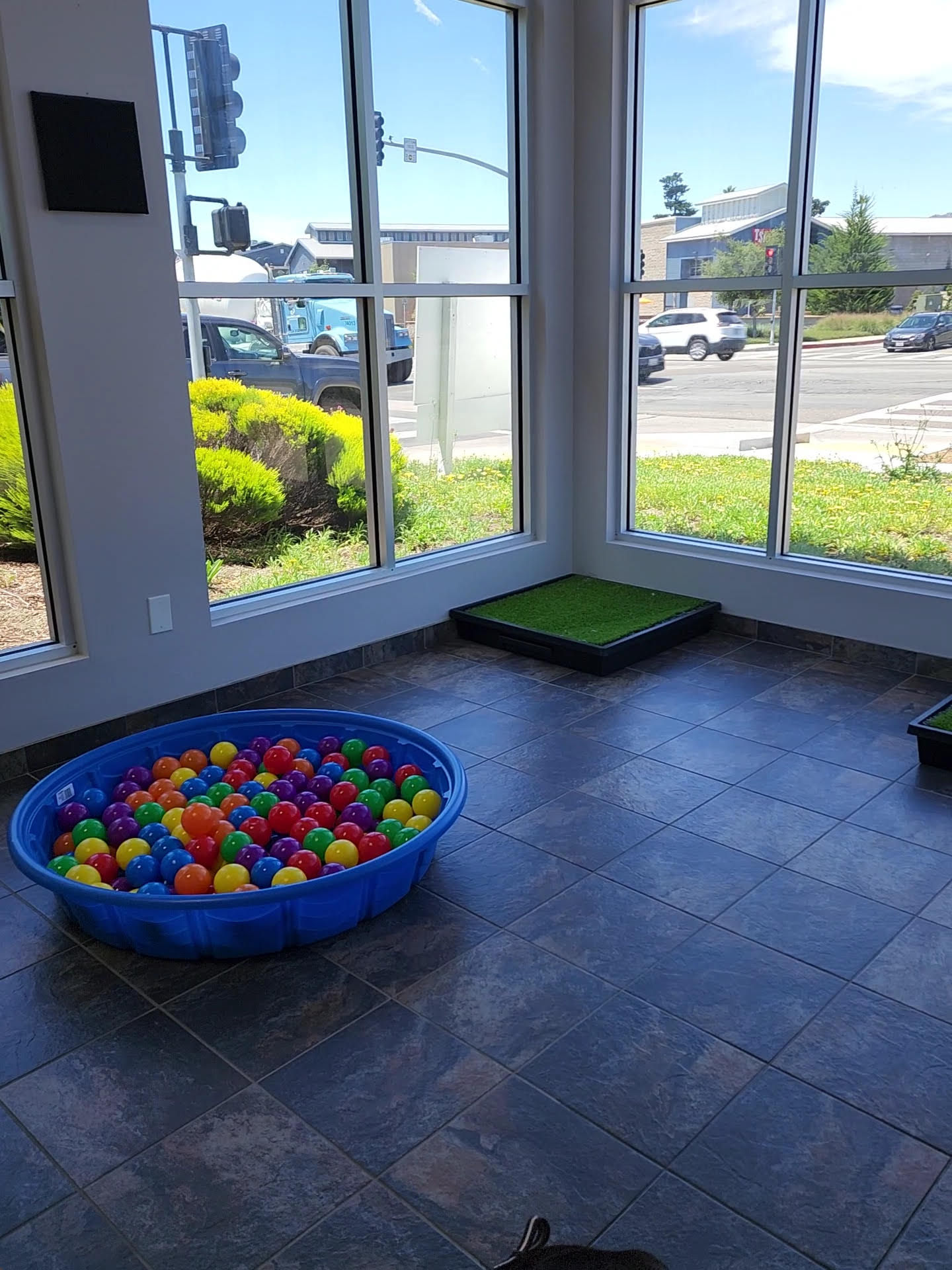 Happy dog in ball pit