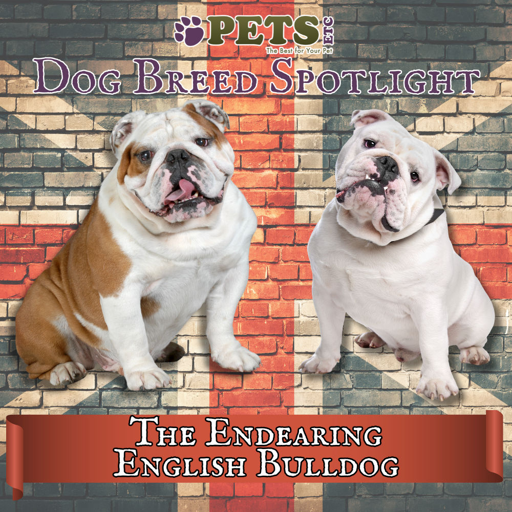 Dog Breed Spotlight The Endearing English Bulldog(00)