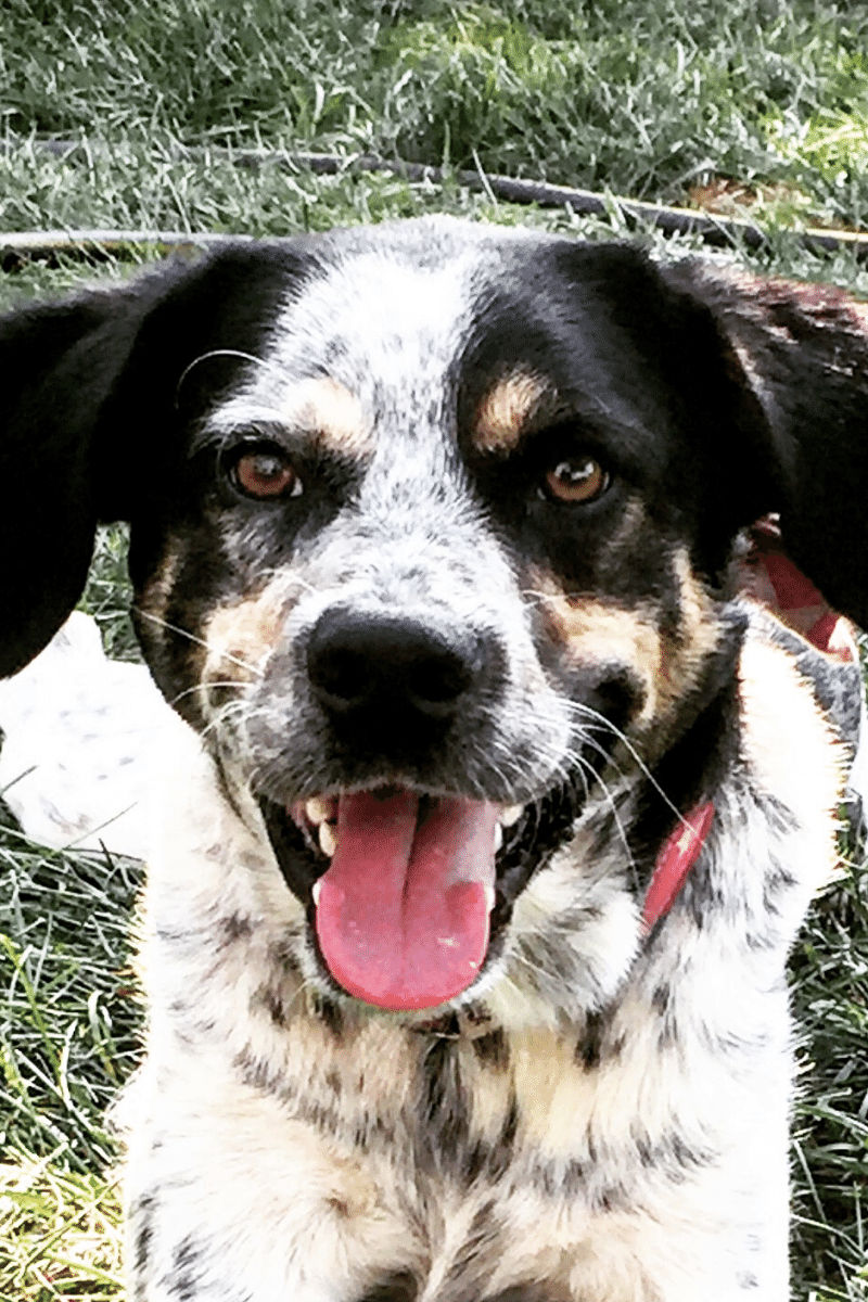 Extra Virgin Olive Oil for Dogs?