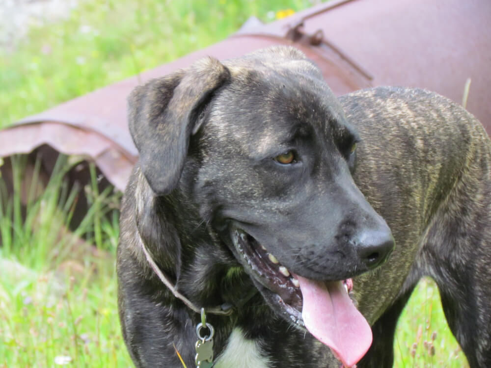 Summer Pet Safety Tips
