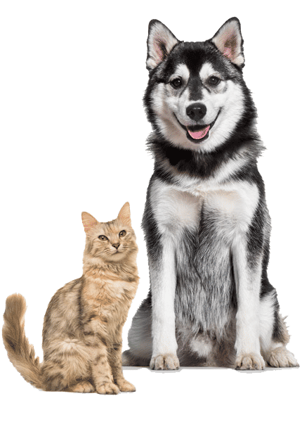 Dog-Cat