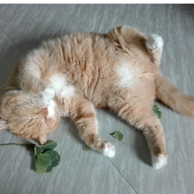 What is the Deal with Catnip?