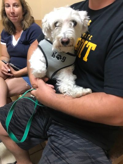Chase the maltipoo and his cervical pinched nerve
