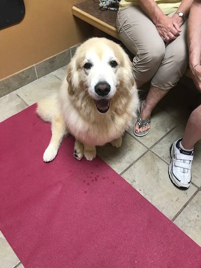 Eliza with a double cruciate tear