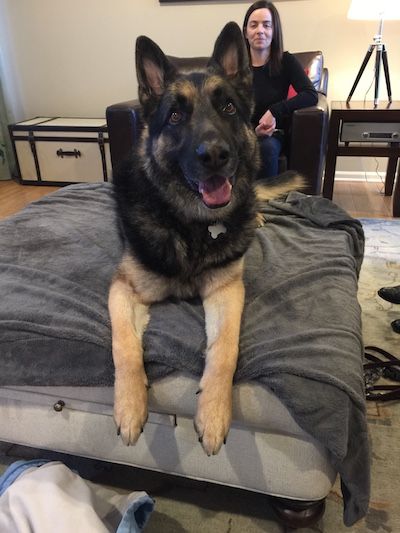 Jake the shepherd and his cruciate tear
