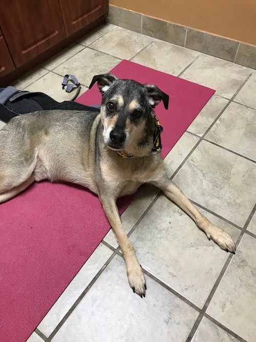 Wiley the rescue and his paralysis due to disc herniation