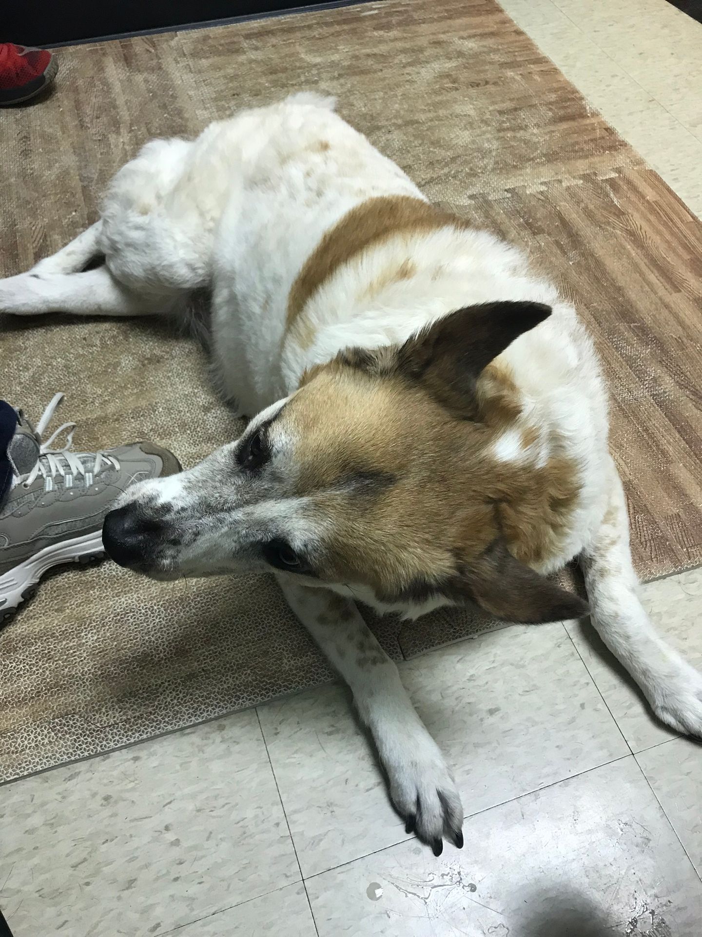 Angel with vestibular disease