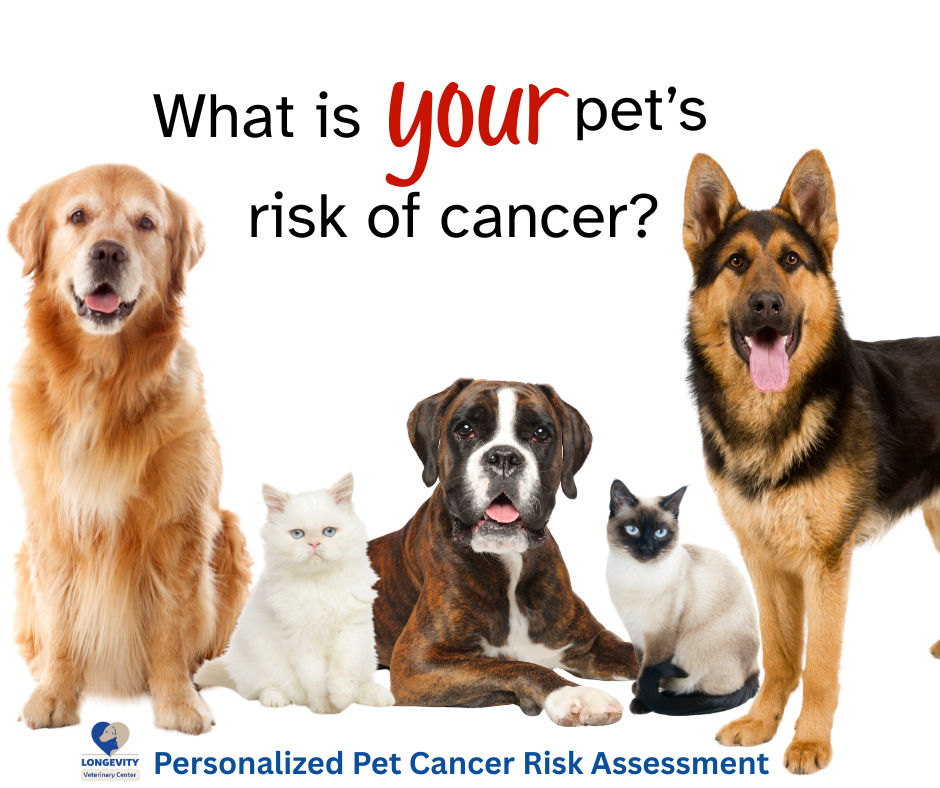 Image of blog post Pet Breeds with Higher Cancer Risks