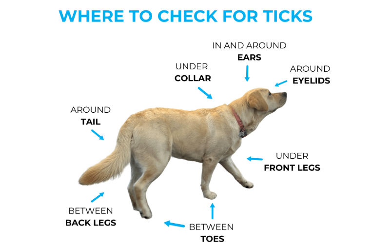 Tick Season is Upon Us