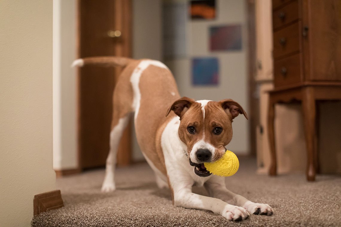 Image of blog post Creative Ways to Keep Your Dog Active Indoors (Especially During the Hot Summer Months!)