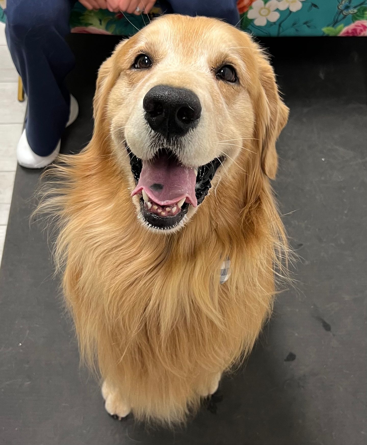 Image of blog post Proactive Joint Care for Dogs