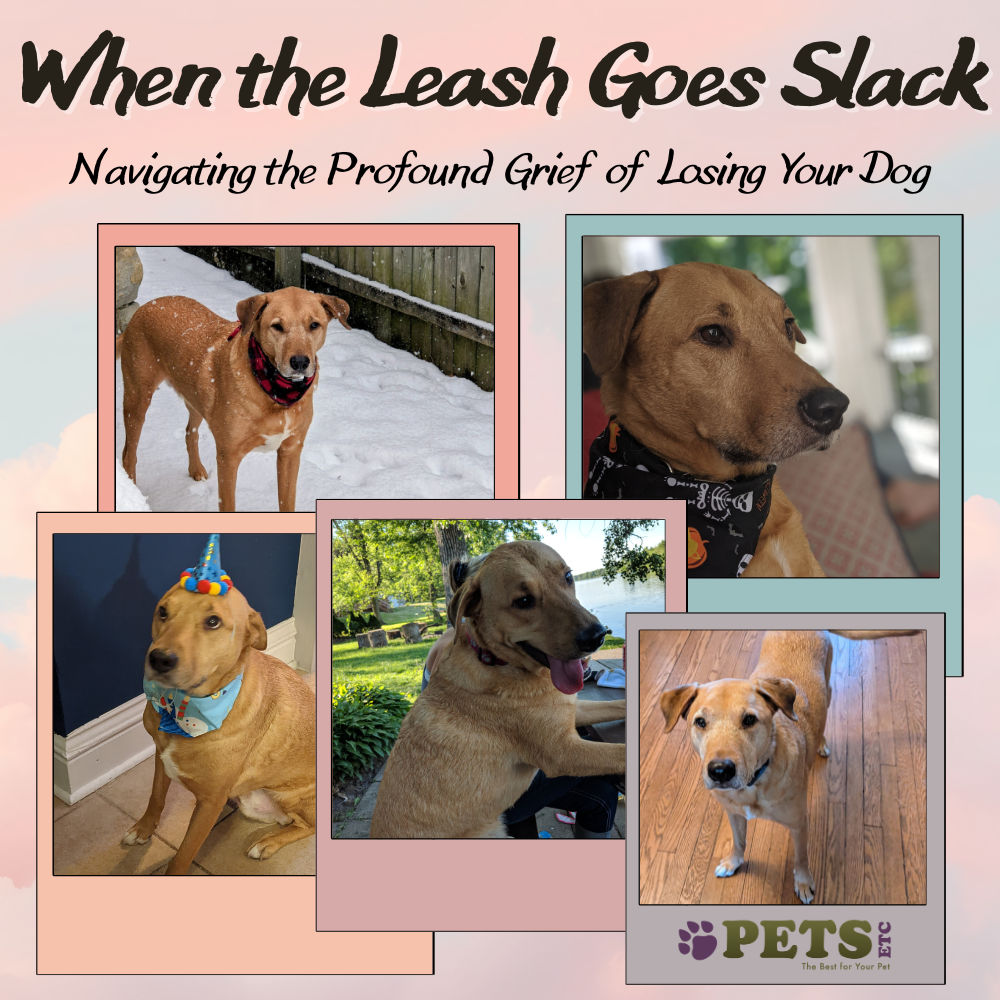 When the Leash Goes Slack: Navigating the Profound Grief of Losing Your Dog