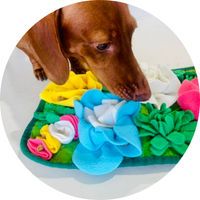 Pet Daycare