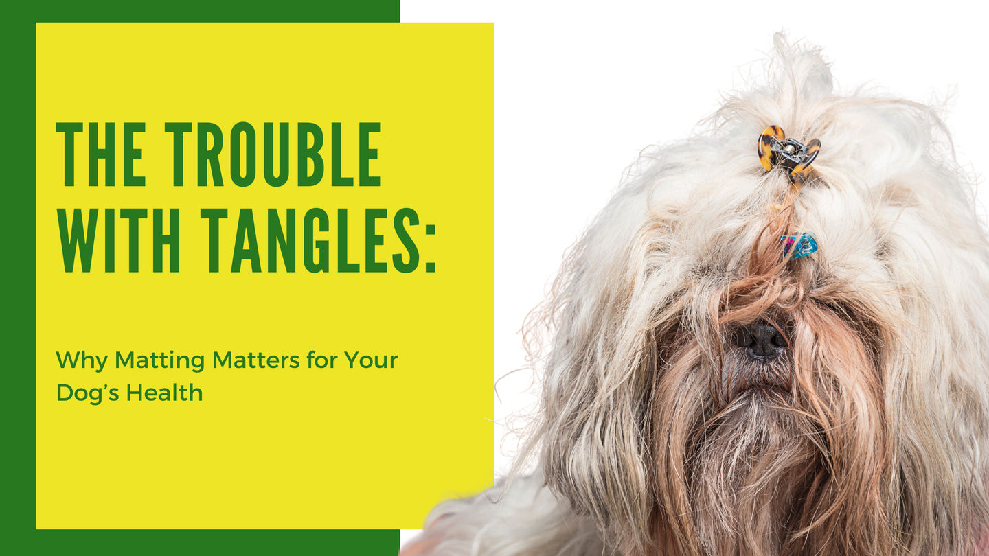 The Trouble with Tangles: Why Matting Matters for Your Dog’s Health