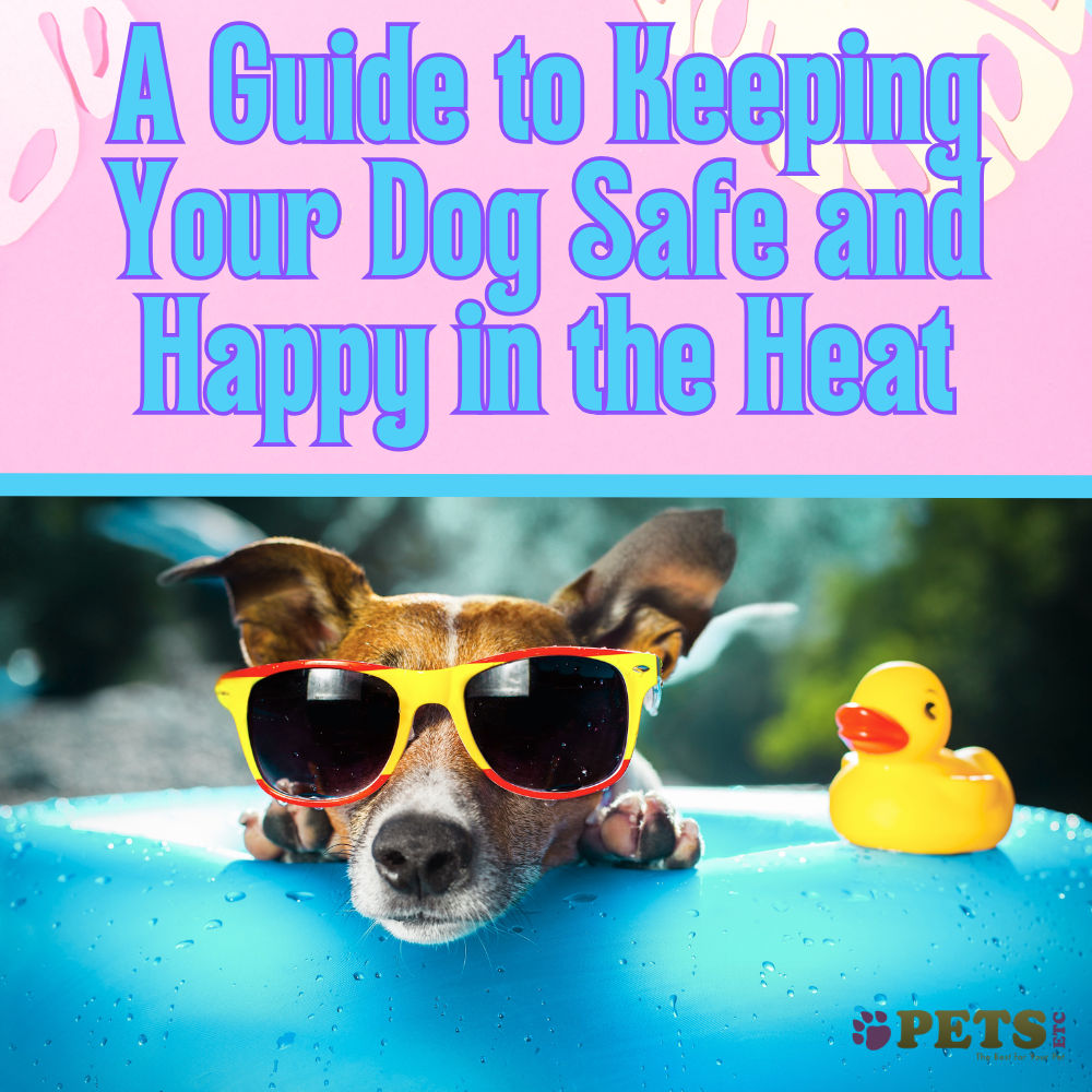 A Guide to Keeping Your Dog Safe and Happy in the Heat