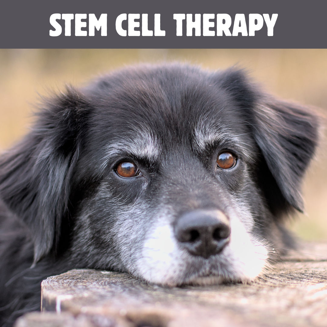 Osteoarthritis in Pets and Stem Cell Therapy