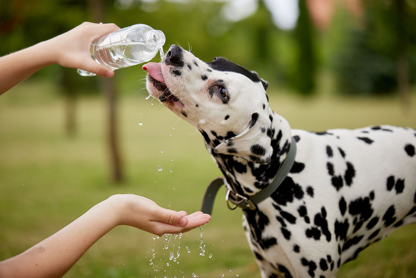 Image of blog post Why Hydration Is Crucial for Your Pet’s Health