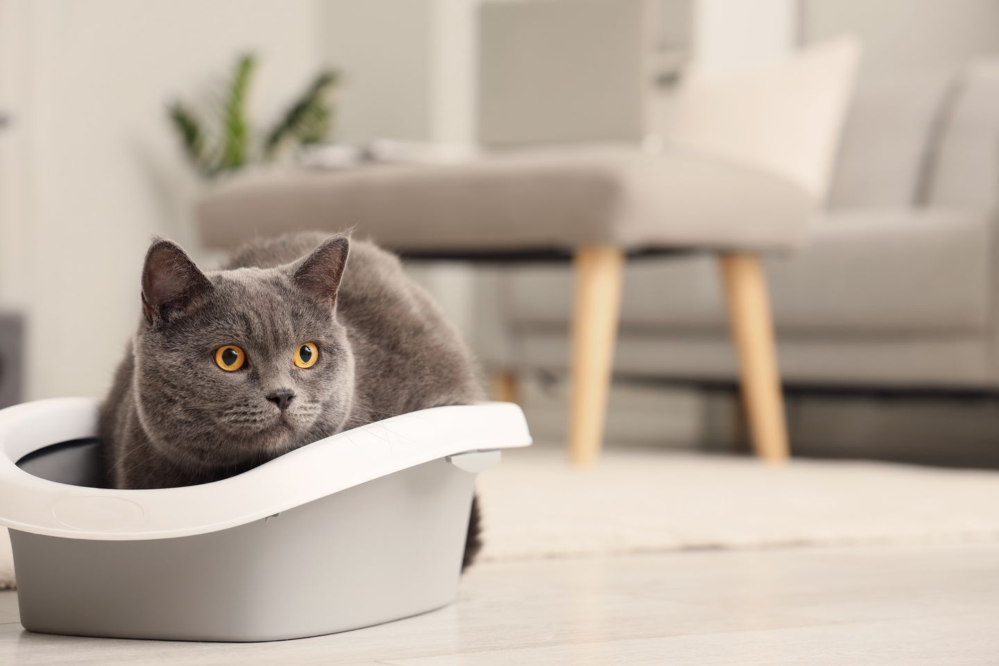 Image of blog post Litter Box Problems in Cats: Causes and Solutions