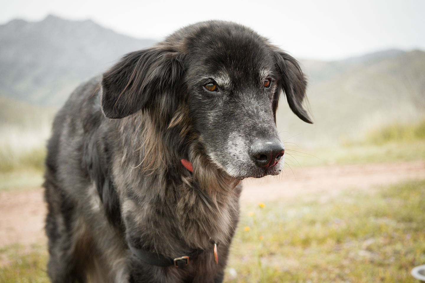 Image of blog post How to Exercise a Senior Cat or Dog: Gentle Routines for Aging Pets