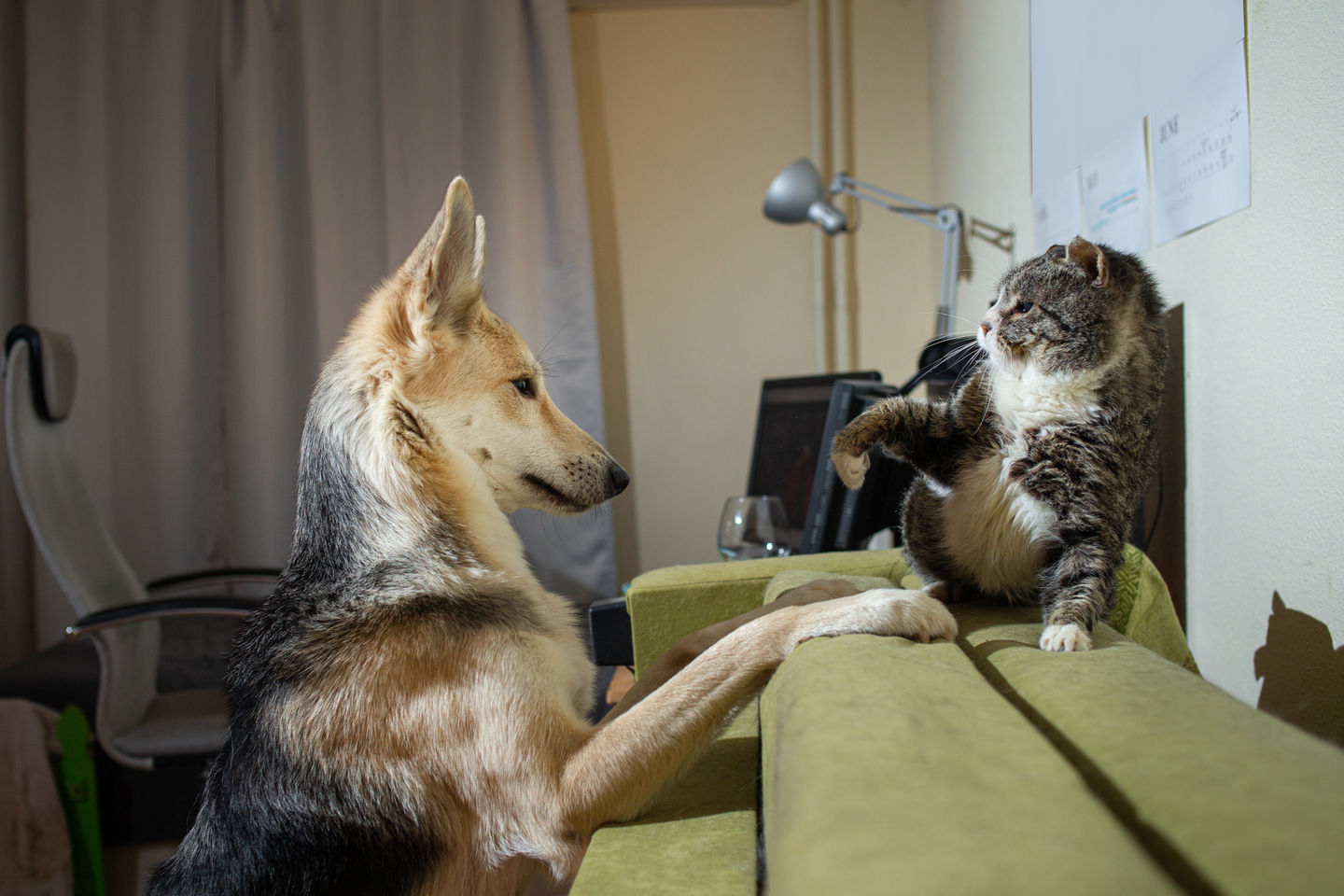 Image of blog post How to Introduce a New Cat or Dog into Your Home: A Guide for a Smooth Transition