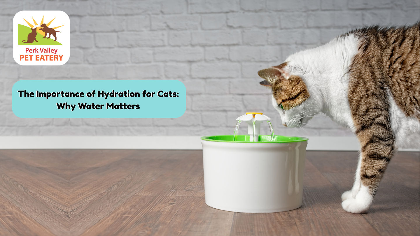 The Importance of Hydration for Cats: Why Water Matters
