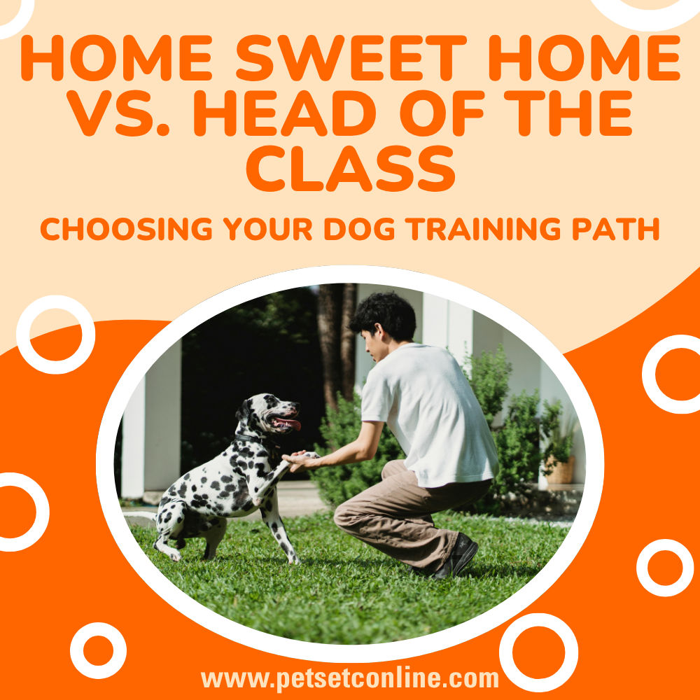 Home Sweet Home vs. Head of the Class: Choosing Your Dog Training Path