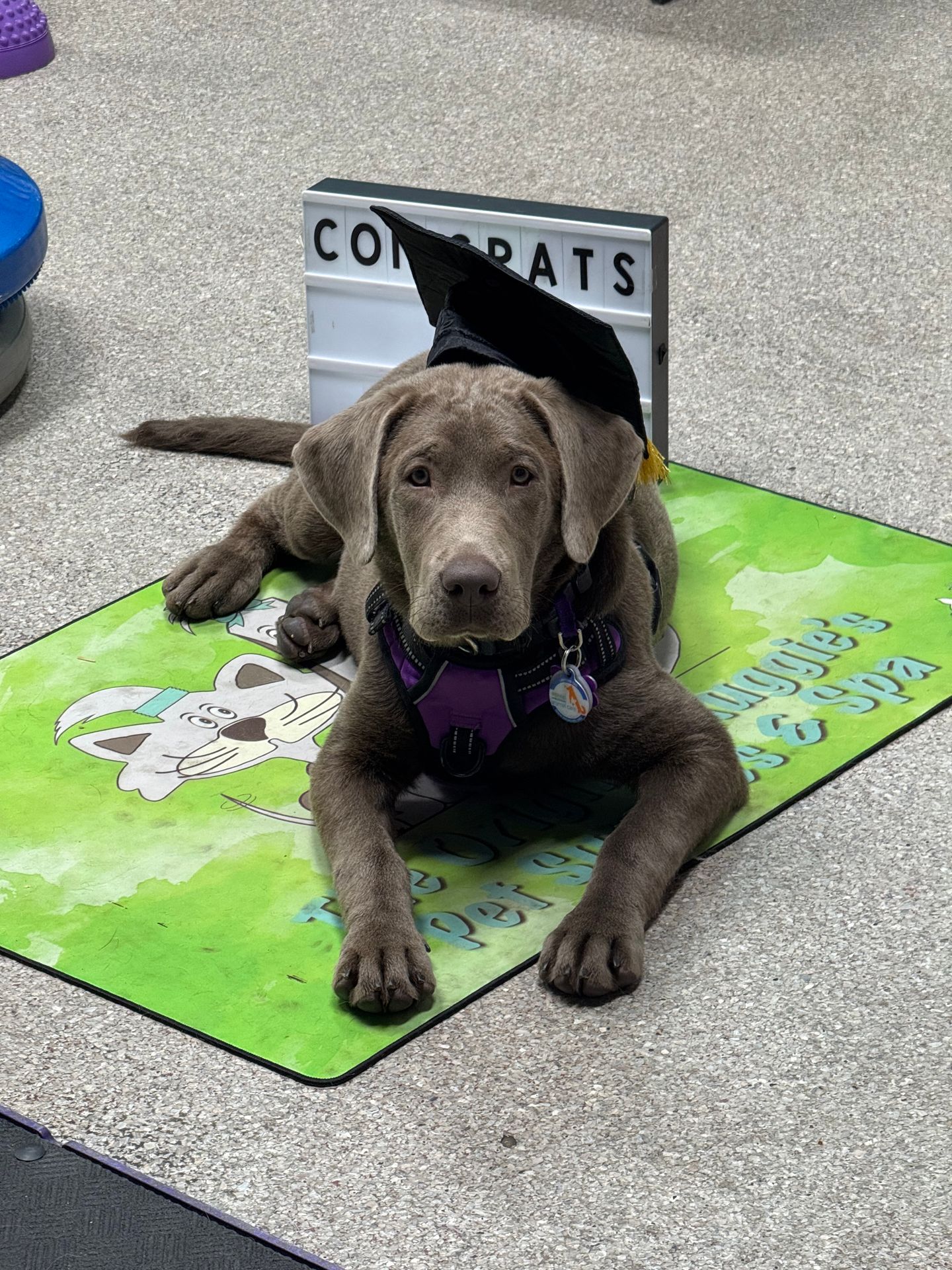 New Beginners Manners Class starting soon