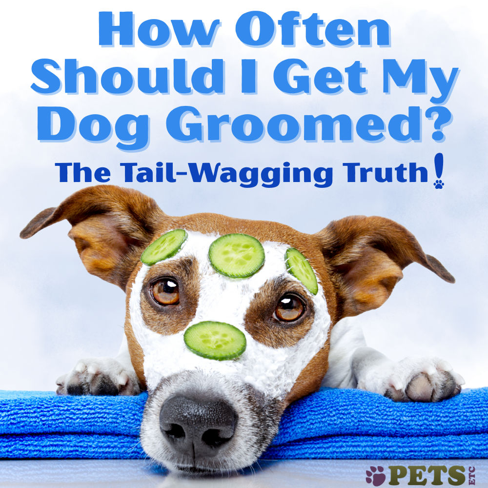 How Often Should I Get My Dog Groomed? The Tail-Wagging Truth!