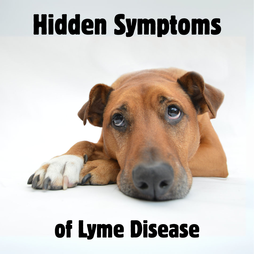 Commonly Misdiagnosed Symptoms of Lyme Disease in Pets