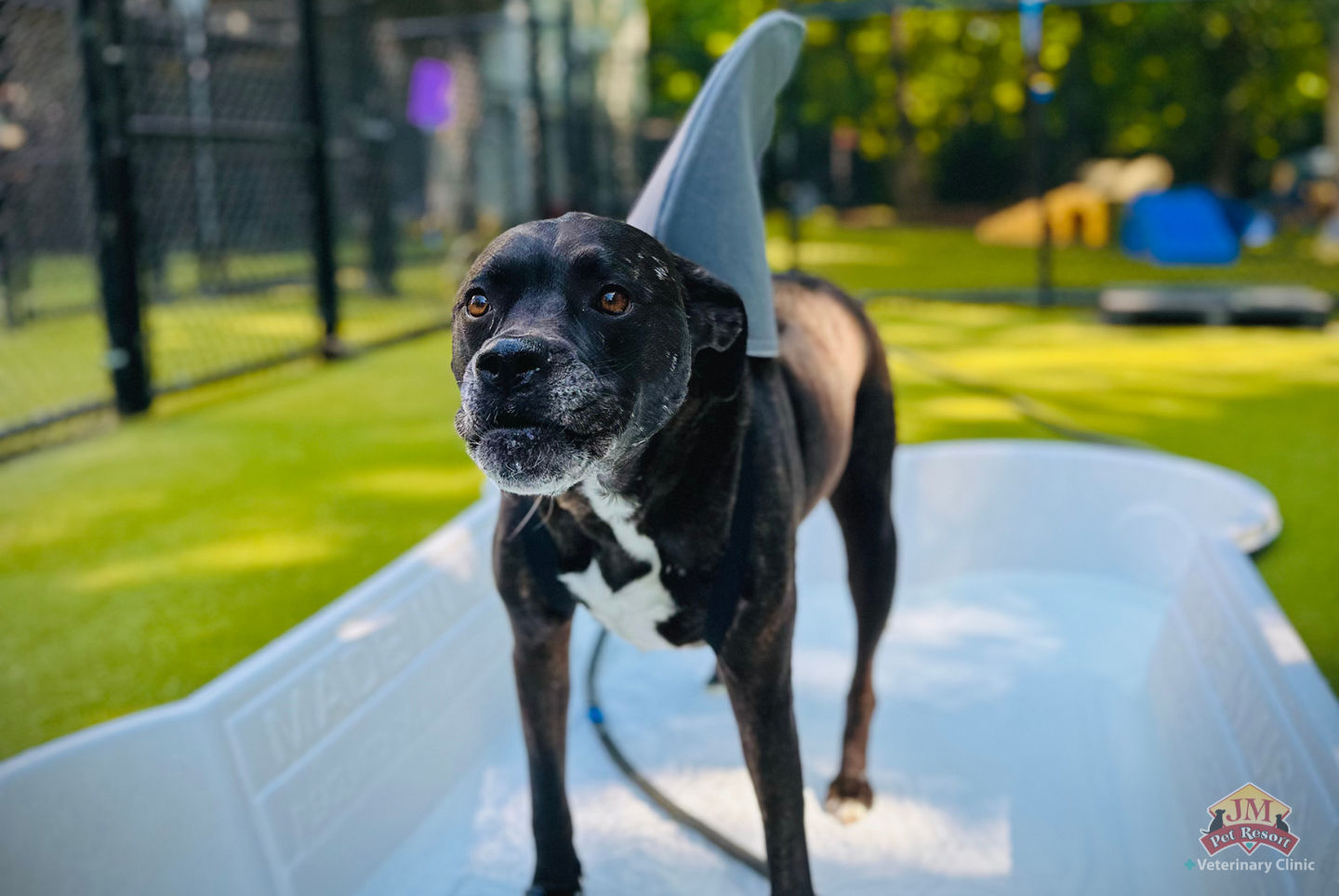 Bark Week is Here! Sink Your Teeth Into Summer Enrichment Ideas for Dogs (& Cats!)