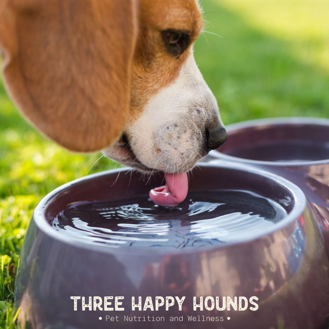 The Hidden Dehydration Crisis Threatening Your Pet's Health (And How to Fix It Today)