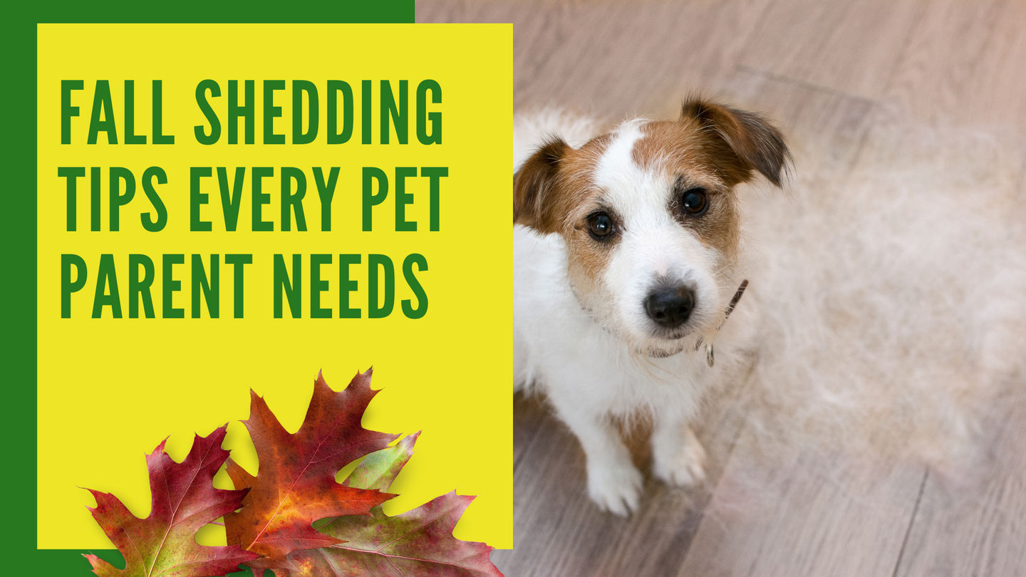 Fall Shedding Tips Every Pet Parent Needs