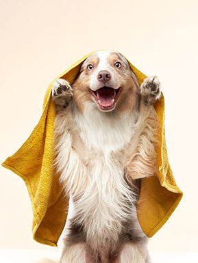 Image of blog post The Do’s and Don’ts of Bathing Your Dog