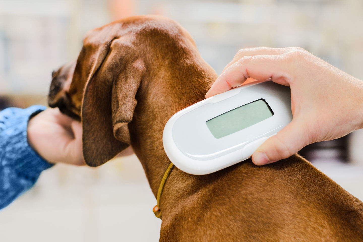 Image of blog post Why Microchipping Your Pet is So Important