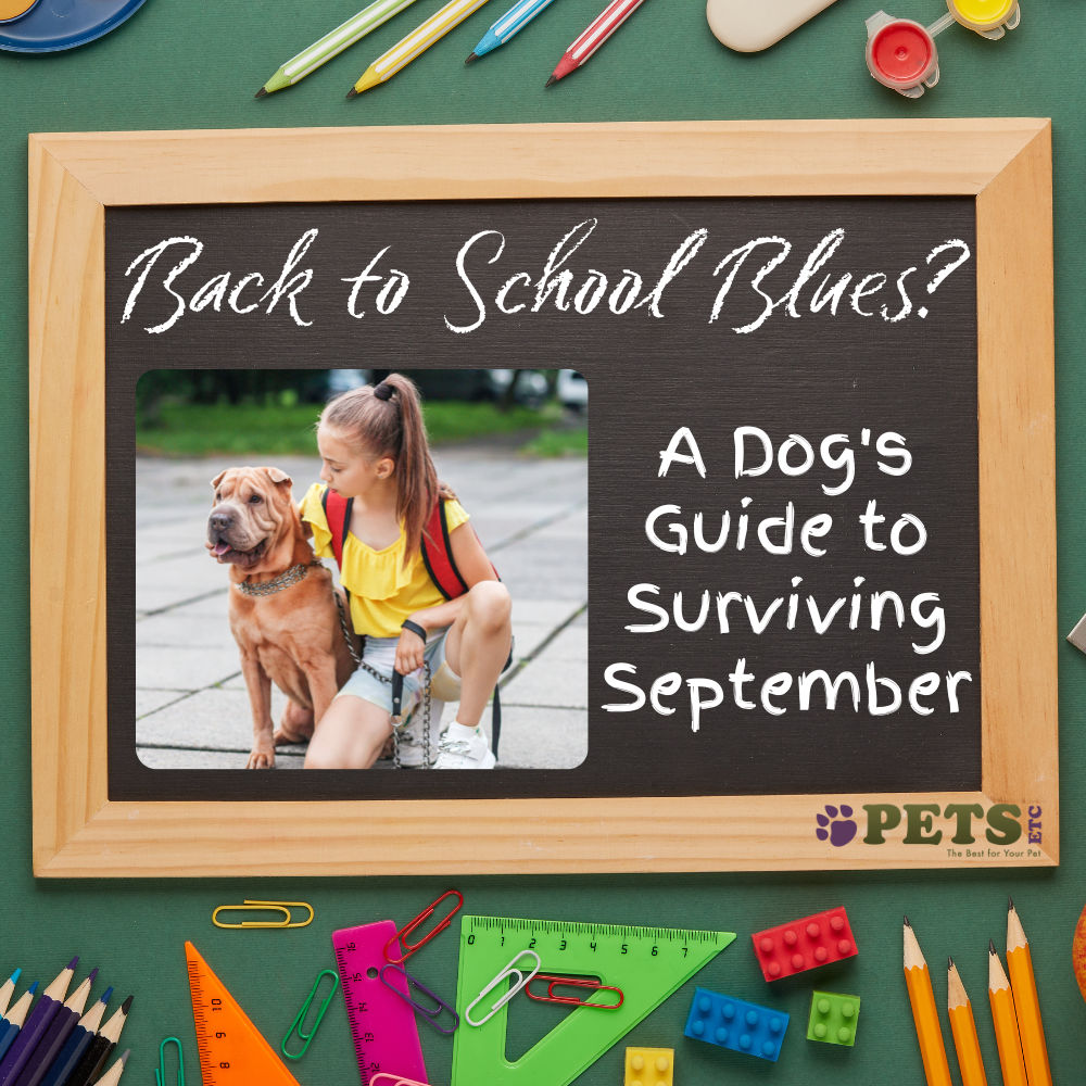 Back to School Blues? A Dog's Guide to Surviving September