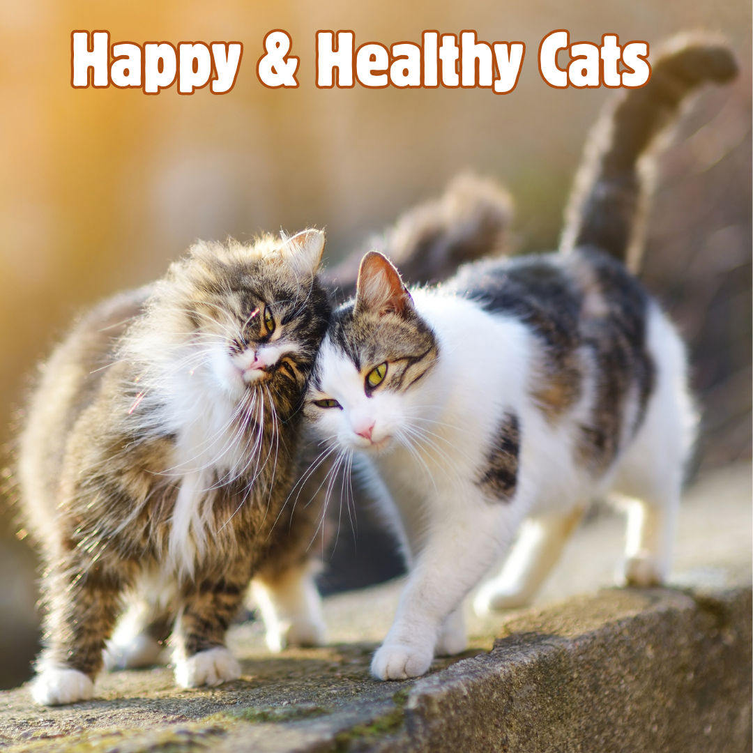 Keeping Your Cat Happy and Healthy