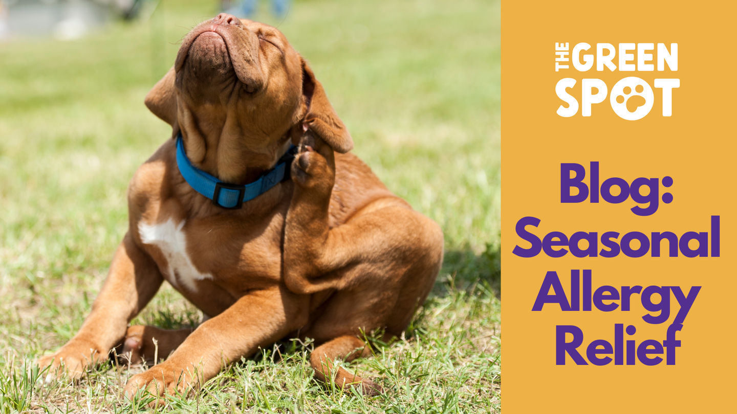 Seasonal Allergy Relief for Dogs in Omaha, NE