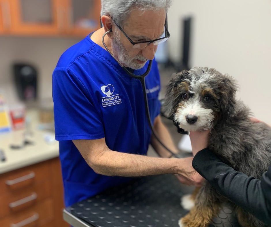 What is My Veterinarian Doing? Watch What We Look for During a Wellness Exam [Video]