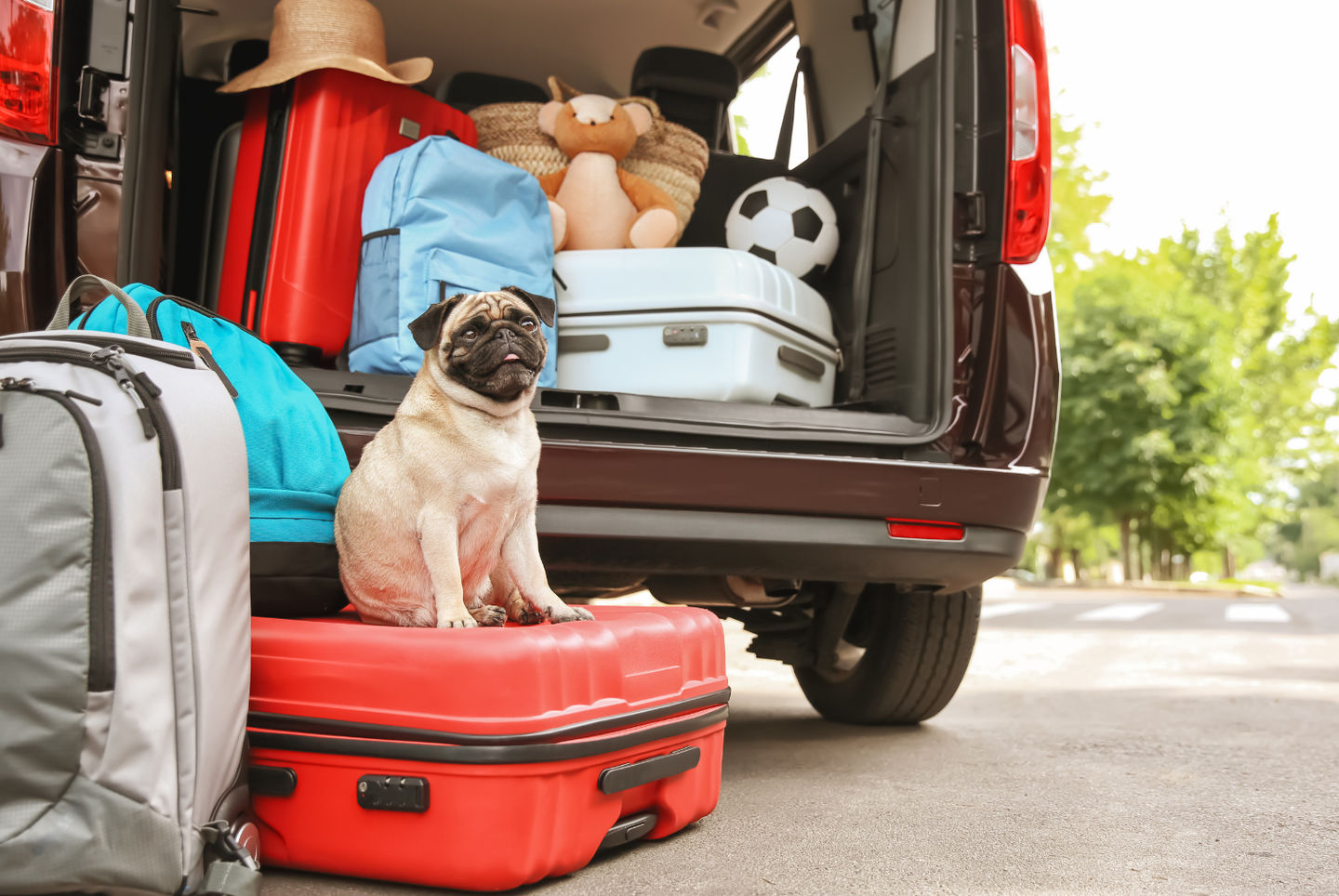 JM Pet Resort’s Guide To Traveling with Pets