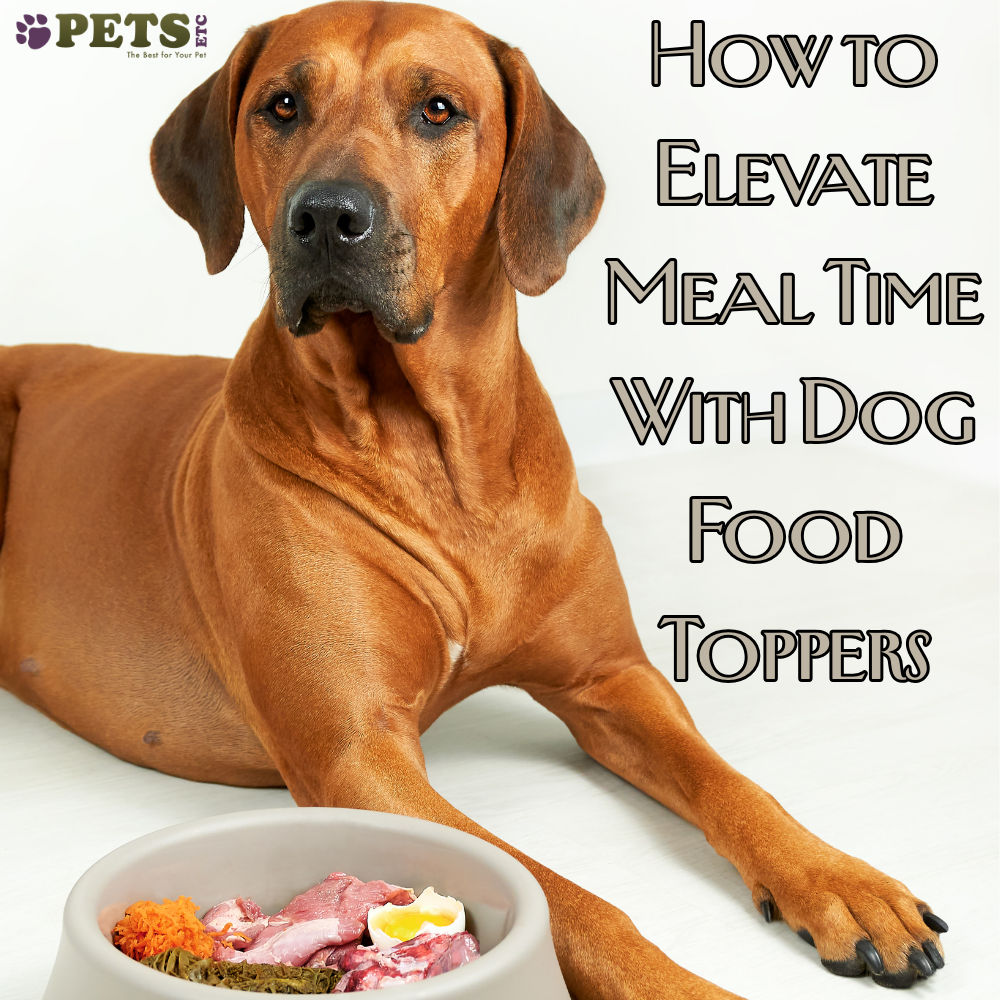 How to Elevate Meal Time With Dog Food Toppers