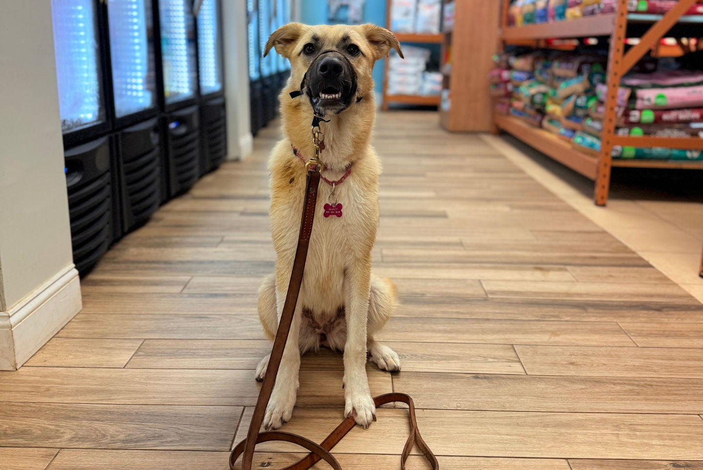 Why We Teach Dogs Good Sits: Building Patience, Manners, and Safety