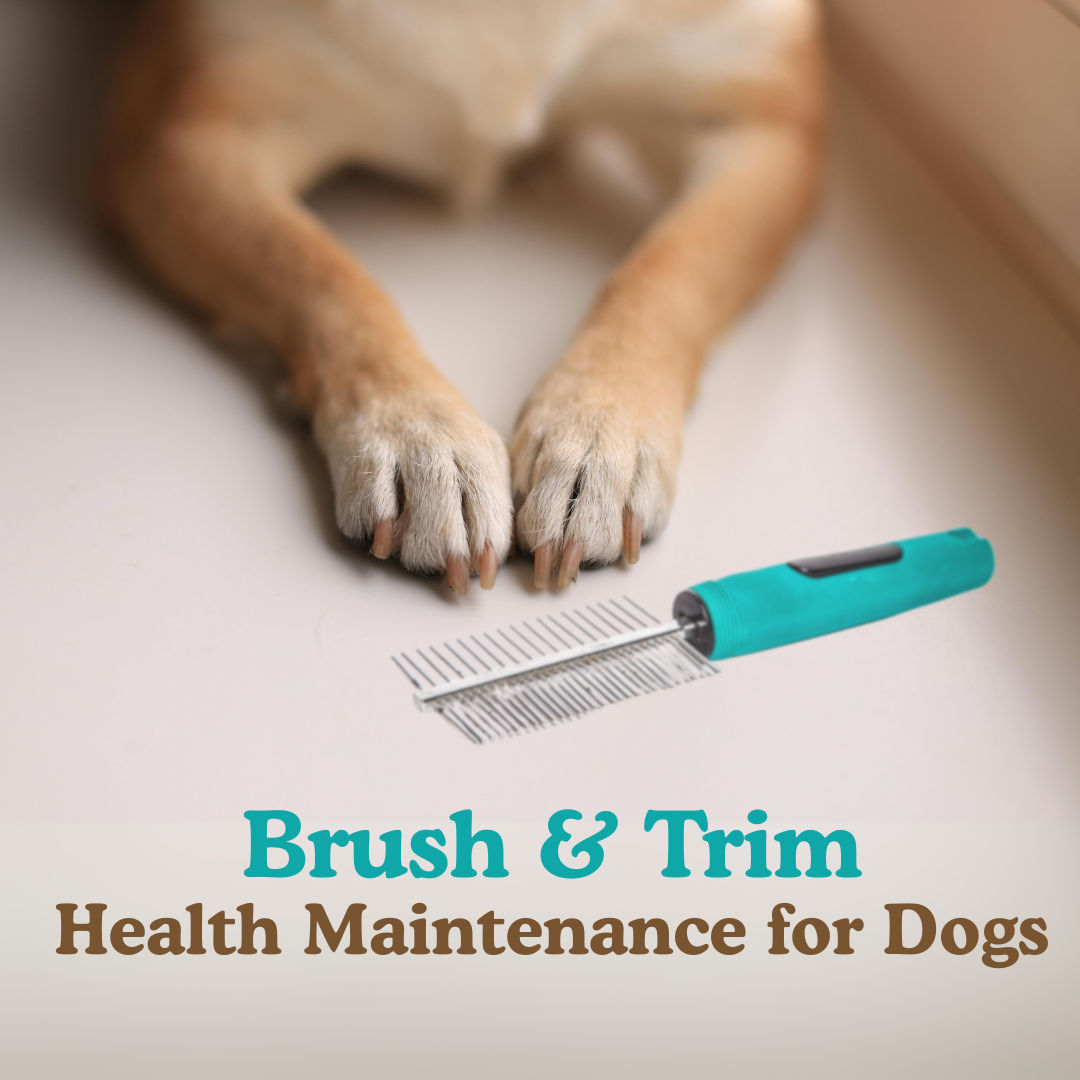 Why Nail Trimming and Brushing are Essential for Your Dog’s Wellness