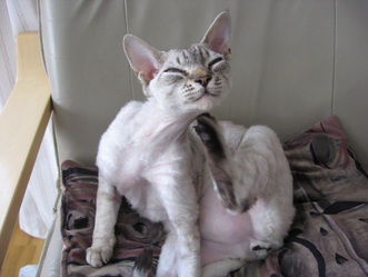 GO AWAY FLEAS!﻿