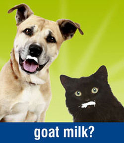 GOAT MILK?